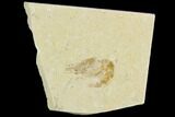 Cretaceous Fossil Shrimp - Lebanon #123926-1